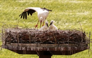 „Papa, da sind wir!“ Ein Flosser Storchen-Junges hat leider nicht überlebt, dafür entwickeln sich die anderen beiden, hier beschützt von ihrem Vater, richtig prächtig.