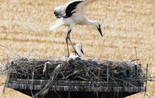 Die ersten Flugversuche sitzen: Der Nachwuchs des Flosser Storchen-Paares wird in Kürze flügge.