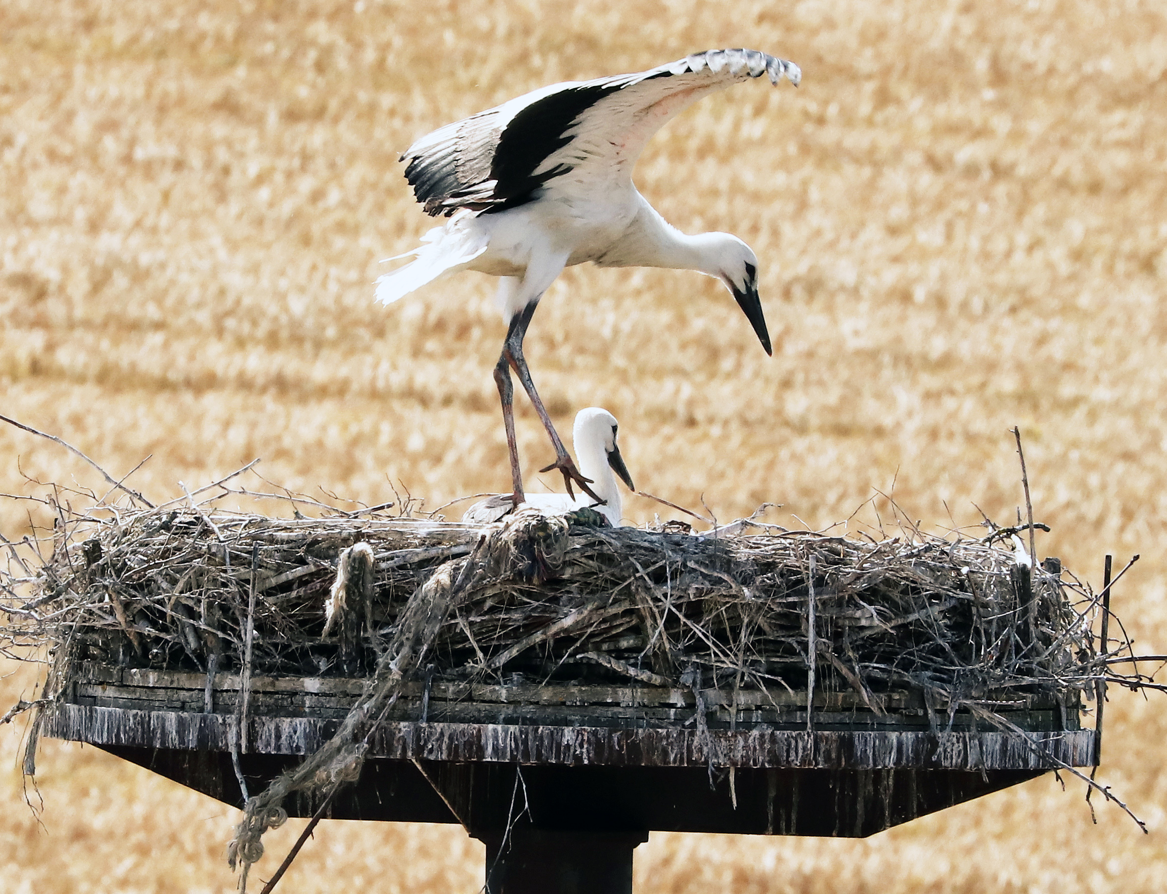 Die ersten Flugversuche sitzen: Der Nachwuchs des Flosser Storchen-Paares wird in Kürze flügge.