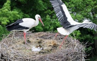 Viel Arbeit haben die Storchen-Eltern mit ihren drei Küken: Abwechselnd kümmern sie sich um Futter.