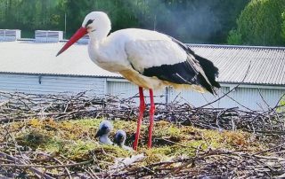 Viel Arbeit haben die Storchen-Eltern mit ihren zwei Küken: Abwechselnd kümmern sie sich um Futter.