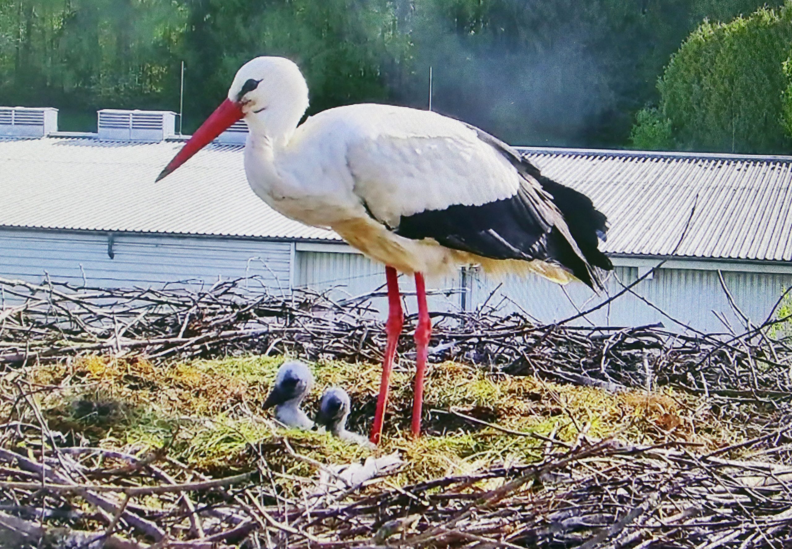 Viel Arbeit haben die Storchen-Eltern mit ihren zwei Küken: Abwechselnd kümmern sie sich um Futter.