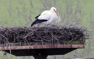 Ein bisschen Posieren muss nach der Winterrückkehr schon sein: Das Männchen des Flosser Storchenpaares hat am Mittwochmittag wieder den 17 Meter hohen Masten bei der Spezialtiefbaufirma Gollwitzer GmbH in Beschlag genommen.