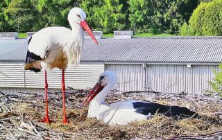Viel Arbeit steht den Storchen-Eltern bevor: Am Dienstagmittag schlüpfte das erste Küken, zwei weitere Eier, die ebenfalls ausgebrütet werden, sind noch im Nest.